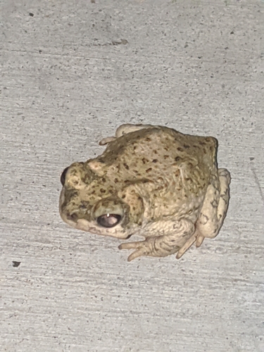 iNaturalist observation photo of Red-spotted Toad