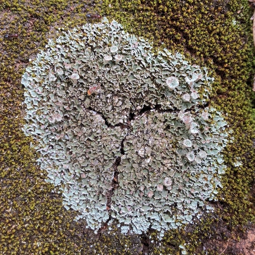 dutohlávka pritlačená (Cladonia pocillum)