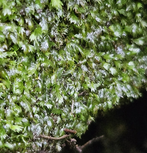 Narrow-leaved Pocket-moss (Fissidens gracilifolius)