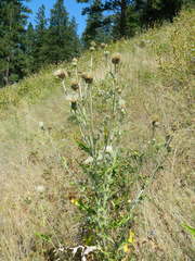 Cirsium brevifolium