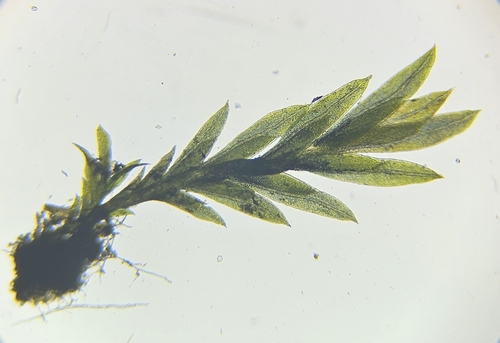 Image of Fissidens gracilifolius by (c) Helen Waterman, some rights reserved (CC BY)