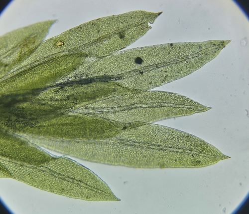 Image of Fissidens gracilifolius by (c) Helen Waterman, some rights reserved (CC BY)