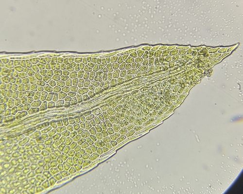 Image of Fissidens gracilifolius by (c) Helen Waterman, some rights reserved (CC BY)