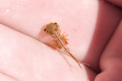 Eubranchipus bundyi