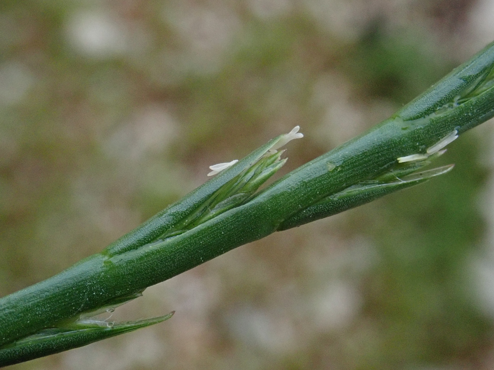Lolium rigidum