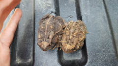Anaxyrus fowleri