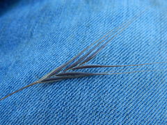 Bromus rigidus