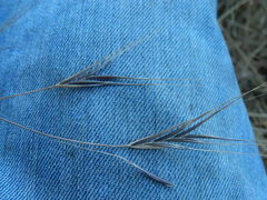 Bromus rigidus