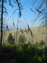 Bromus rigidus
