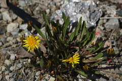 Taraxacum palustre