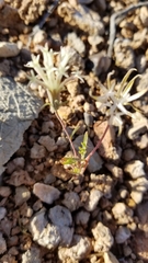 Chaenactis macrantha