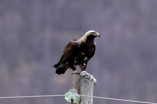 Aigle impérial