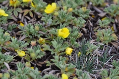 Potentilla acaulis