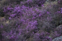 Rhododendron ledebourii