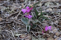 Gueldenstaedtia monophylla