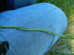Bromus marginatus