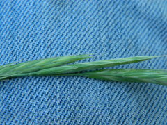 Bromus marginatus