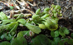 Lepidium oligodontum