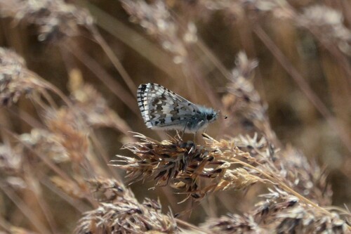 Common Checkered-Skipper, Okanagan-Similkameen, BC, Canada, photo 8 of 10
