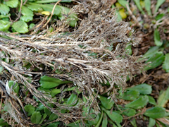 Lepidium oligodontum