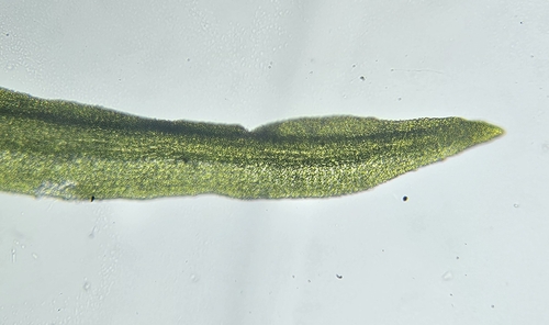 Image of Eucladium verticillatum by (c) Helen Waterman, some rights reserved (CC BY)