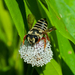 Megachile poeyi - Photo (c) Wayne Fidler, some rights reserved (CC BY-NC), uploaded by Wayne Fidler