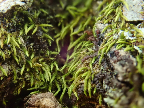 Lesser Squirrel-tail Moss (Habrodon perpusillus)