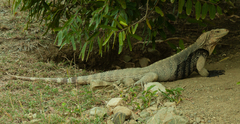Cyclura nubila