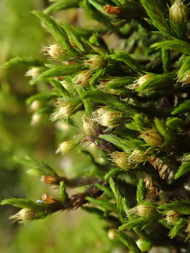 Lewinskya rupestris
