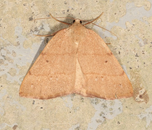 iNaturalist observation photo of Drepanulatrix bifilata