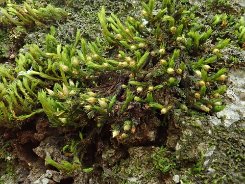 Image of Lewinskya rupestris by (c) Christian Berg, some rights reserved (CC BY)