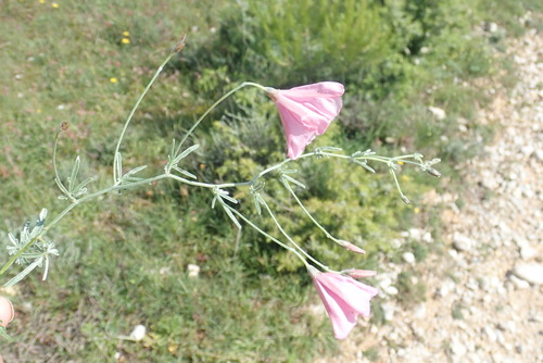 Image of Convolvulus elegantissimus by (c) Christian Berg, some rights reserved (CC BY)
