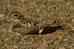 Chordeiles gundlachii