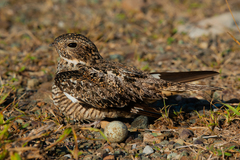 Chordeiles gundlachii