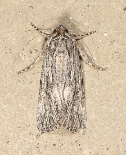 iNaturalist observation photo of Sympistis major