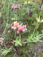 Acmispon grandiflorus var. grandiflorus