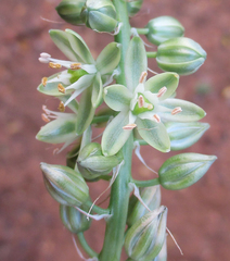 Albuca virens image