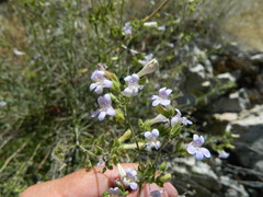 Penstemon triphyllus