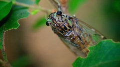 Neocicada hieroglyphica