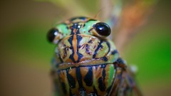 Neocicada hieroglyphica