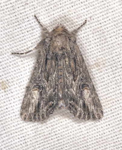 iNaturalist observation photo of Aseptis