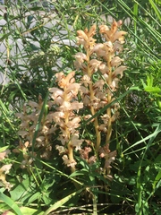 Orobanche caryophyllacea