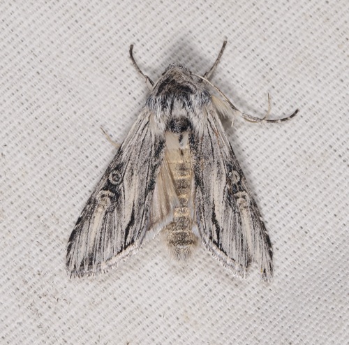 iNaturalist observation photo of Cucullia mcdunnoughi