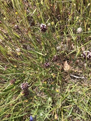 Trifolium dichotomum