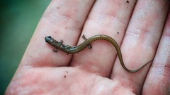 Eurycea quadridigitata