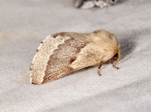 iNaturalist observation photo of Tent Caterpillar Moths