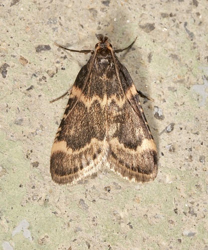iNaturalist observation photo of Aglossa electalis