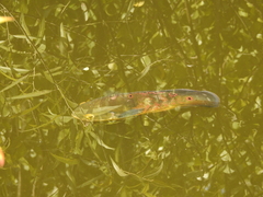 Astronotus ocellatus
