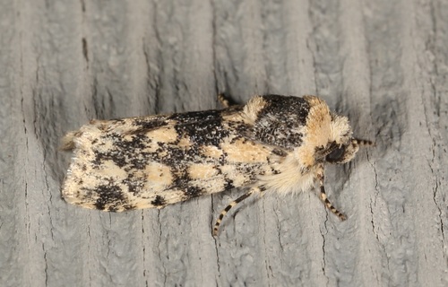 iNaturalist observation photo of Sympistis singularis