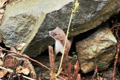 Mustela